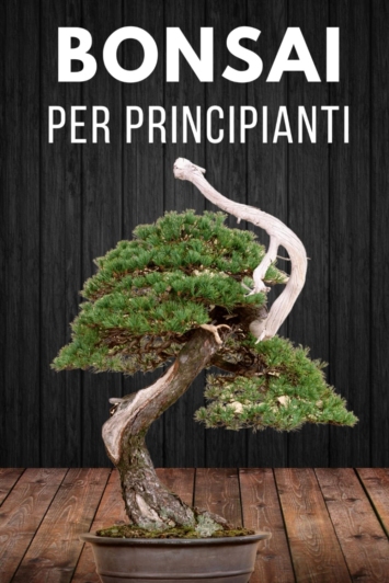 Bonsai per principianti: Elementi essenziali per la cura dei bonsai